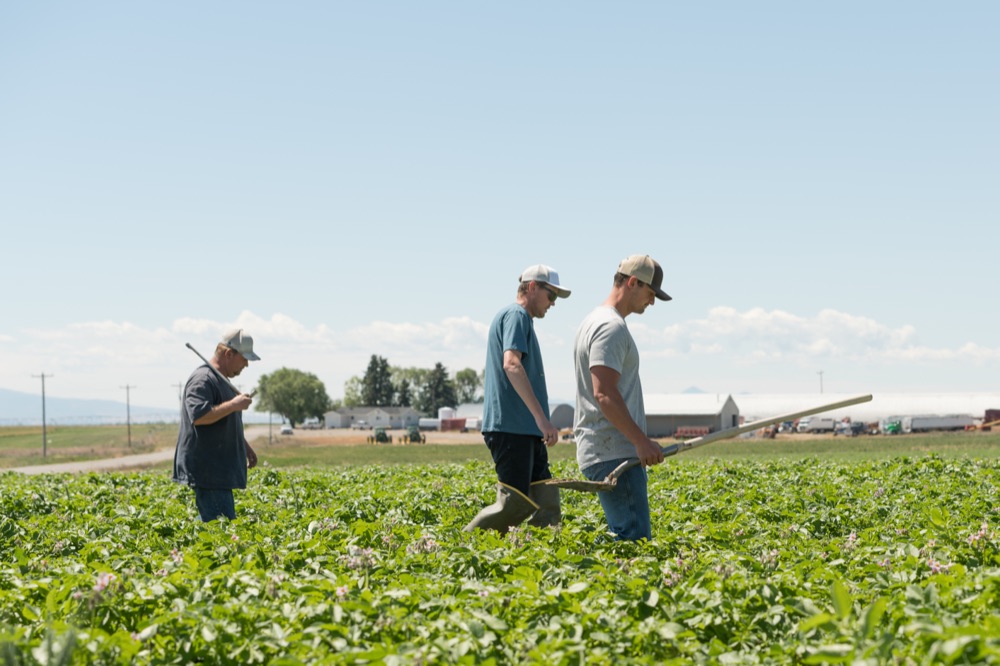 Three Benson Farms workers walking through a potato field